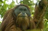 Así fue como un ciclón acabó con la vida de 58 orangutanes de la especie más amenazada