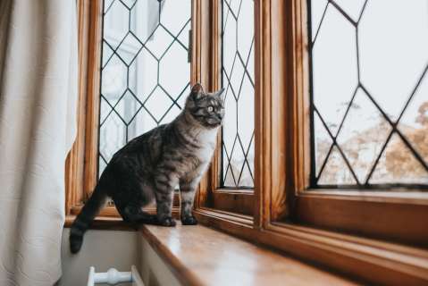 Señales de que su gato se quiere ir de la casa