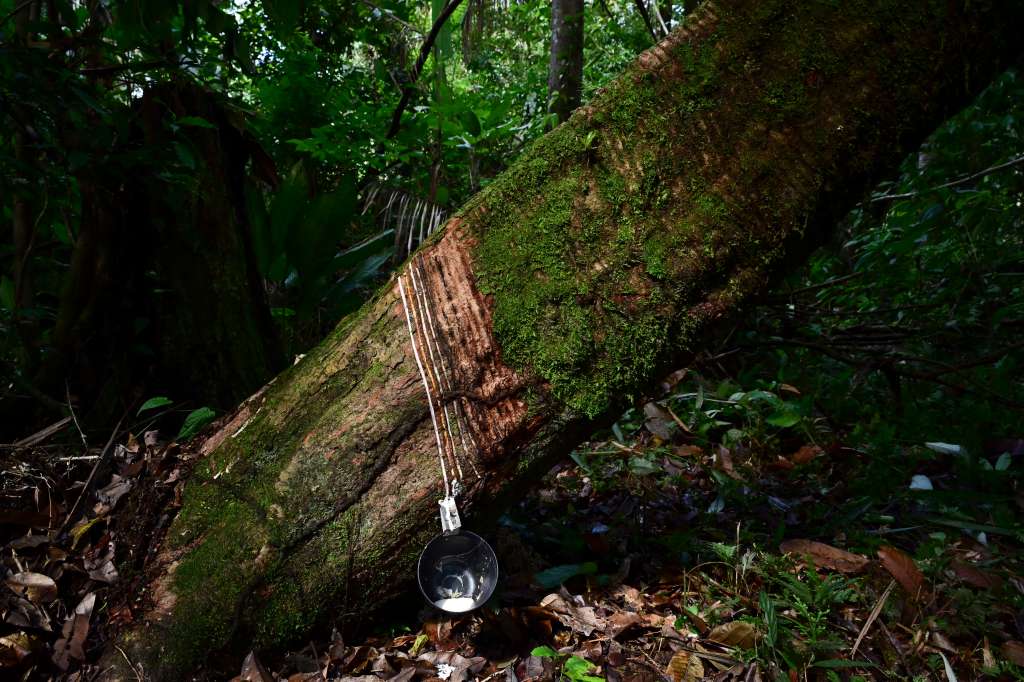A bucket hangs from a rubber tree (Hevea brasiliensis) during rubber extraction in the municipality of Anajas, contained in the Marajo Archipelago Environmental Protection Area, Para state, Brazil on December 6, 2024.