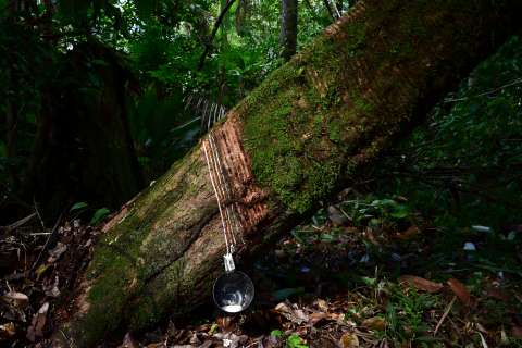 COP17: ¿Cómo repartir los beneficios de datos de la naturaleza que están en bases de datos?