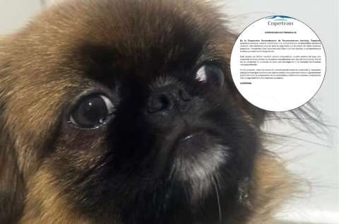 Lo que pasó con Maxi, el perro que murió viajando en un bus “como una maleta”