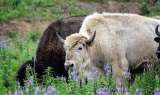 Es un milagro: la cría de un animal “sagrado” fue vista en Estados Unidos