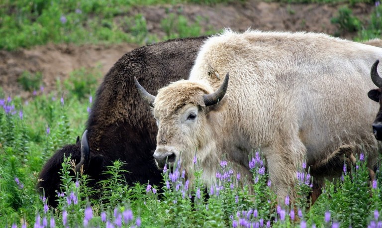 Es un milagro: la cría de un animal “sagrado” fue vista en Estados Unidos