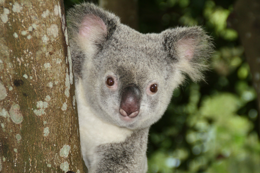 La población de koalas se redujo 42% en dos décadas. / Pixabay