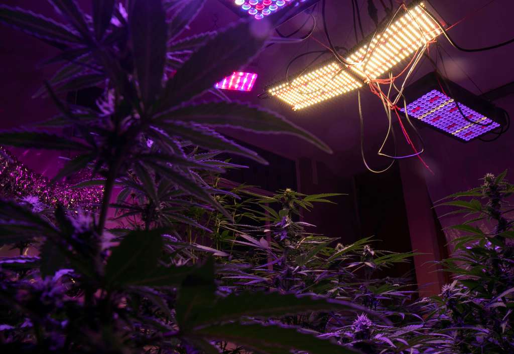 MEX1387. MORELIA (MÉXICO), 20/04/2022.- Fotografía de un invernadero de marihuana, el 19 de abril de 2022, en la ciudad de Morelia, en Michoacán (México). A casi un año del histórico fallo del Supremo mexicano que levantó la prohibición del consumo lúdico de la marihuana, el cannabis recreativo continúa en un confuso limbo porque no se han otorgado permisos de autoconsumo ni el Congreso ha legislado en la materia. EFE/ Iván Villanueva