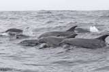 Los delfines hacen amigos igual que los humanos: buscando intereses en común