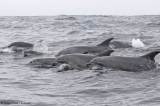 Los delfines hacen amigos igual que los humanos: buscando intereses en común