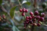 Cafeteros del Huila prenden las alarmas ante difícil situación de la caficultura