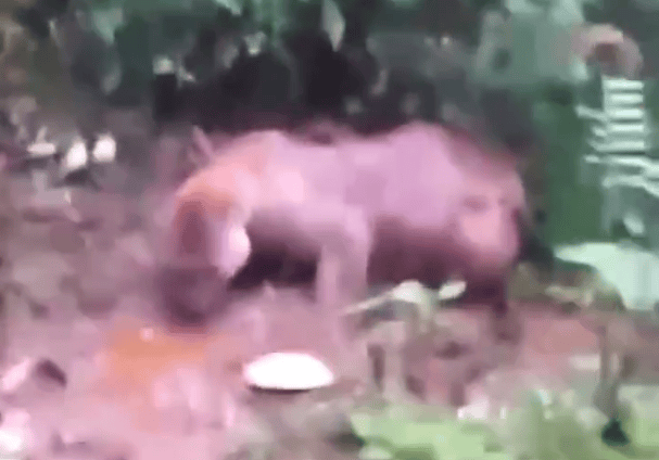Puma asesinado en Caldono