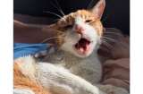 Gato no para de maullar para llamar la atención de su dueño (video)