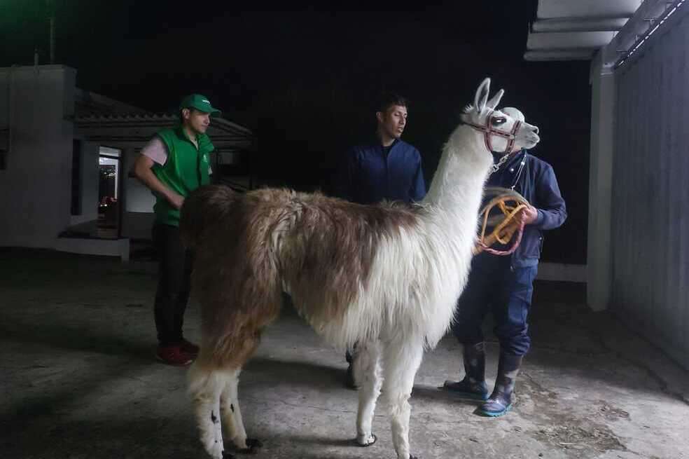Además de las tres llamas decomisadas, el IDPYBA busca un hogar de paso o definitivo para otros animales de granja.