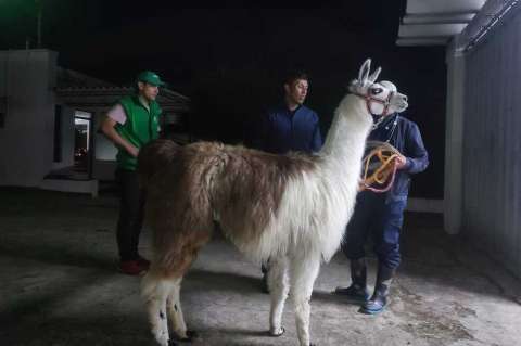 Esto es lo que debe saber si quiere ser hogar de paso para animales de granja