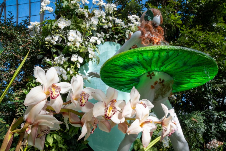 Las orquídeas que se roban las miradas en el Jardín Botánico de Nueva York