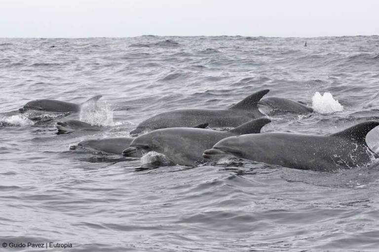 Los delfines regulan cada latido del corazón mientras bucean