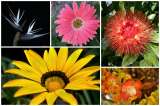 La exposición Orquídeas, pájaros y flores se toma el Jardín Botánico de Medellín
