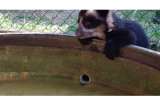 El oso Remedios podría volver a encender el debate de derechos de los animales