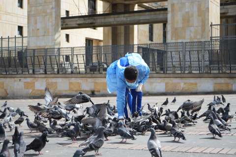La ciudad que dejó de perseguir palomas para aprender a convivir con ellas
