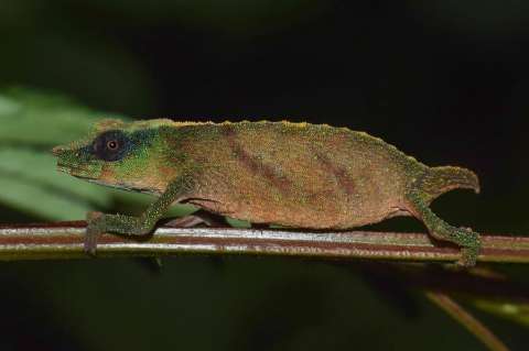 Encuentran un raro camaleón que se temía extinto en la naturaleza