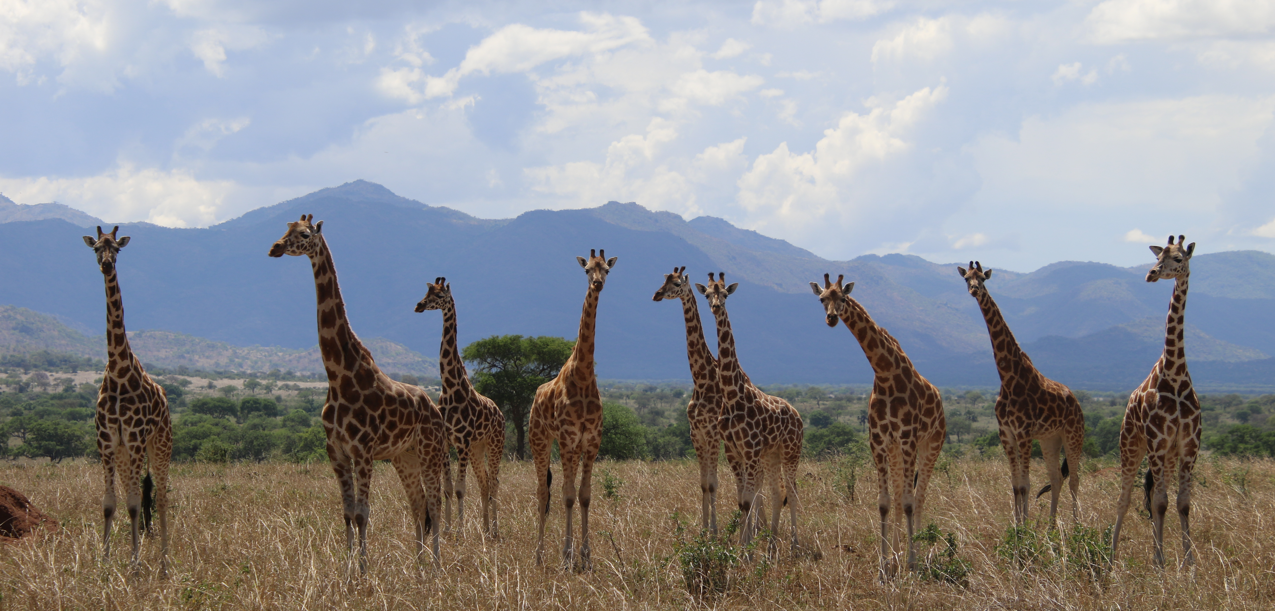 Una manada de jirafas del norte en el Parque Nacional del Valle de Kidepo, en Uganda.