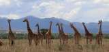 Una evaluación pionera reconoce oficialmente que existen cuatro especies de jirafas