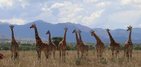 Una evaluación pionera reconoce oficialmente que existen cuatro especies de jirafas