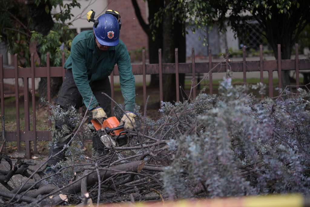 Tala de árboles, realizada por el Jardín Botánico de Bogotá en la calle 116.