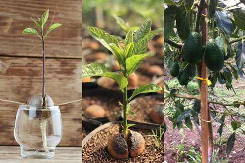 Aguacate en casa: cómo sembrarlo, cuidados y el mejor momento para hacerlo