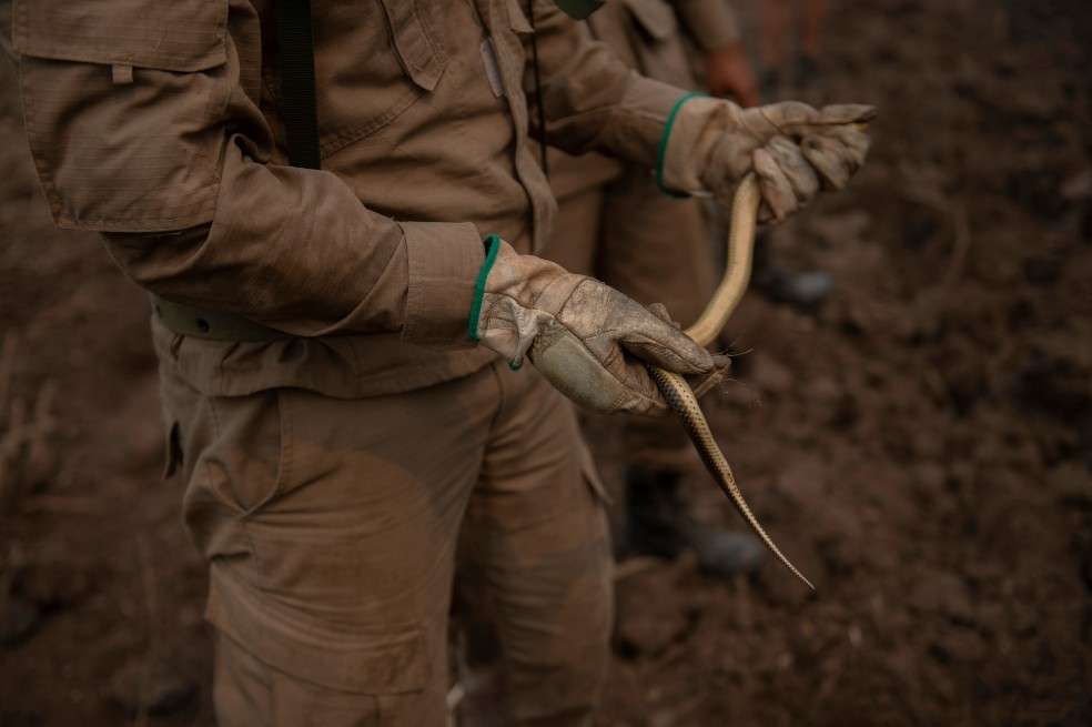 Los voluntarios deben usar guantes gruesos y protectores rígidos hasta la rodilla para evitar la mordida de serpientes venenosas, comunes en la región.