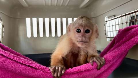 Lo tierno también duele: la verdad detrás de los videos de animales en redes