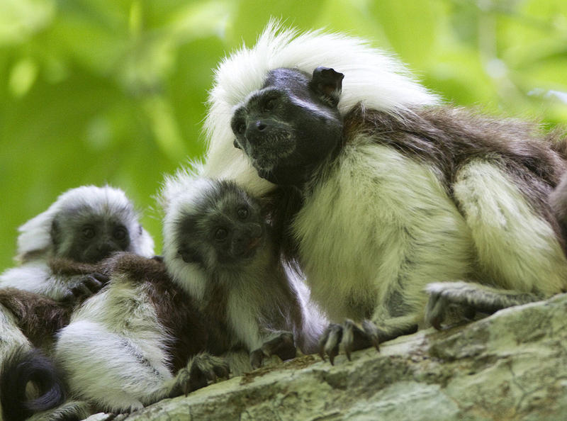 El tití cabeciblanco es un primate endémico de Colombia.
