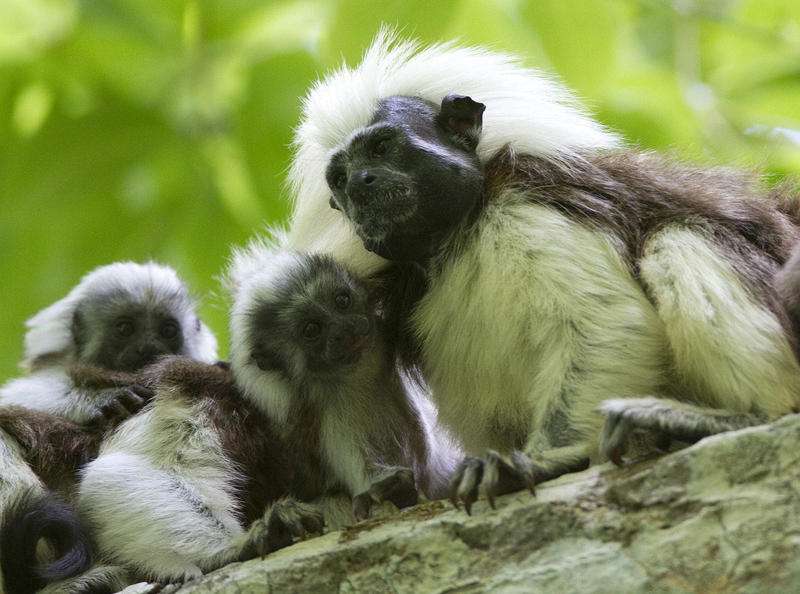 El tití cabeciblanco es un primate endémico de Colombia.