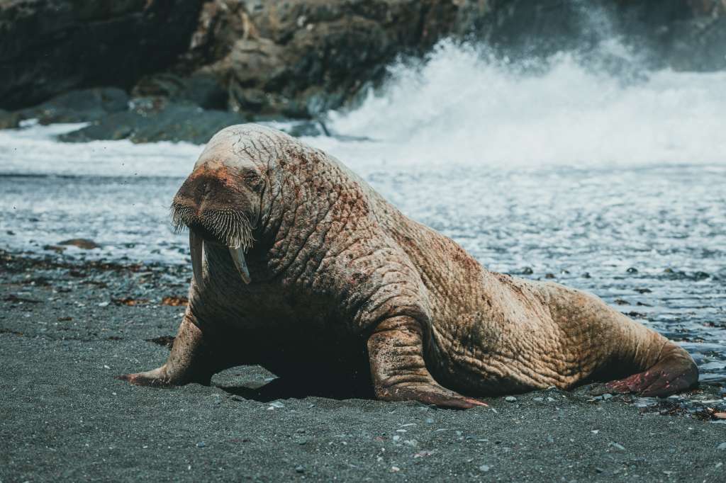 Las morsas son una de las especies en la que sus machos se enfrentan cuerpo a cuerpo durante los períodos de aparemiento.
