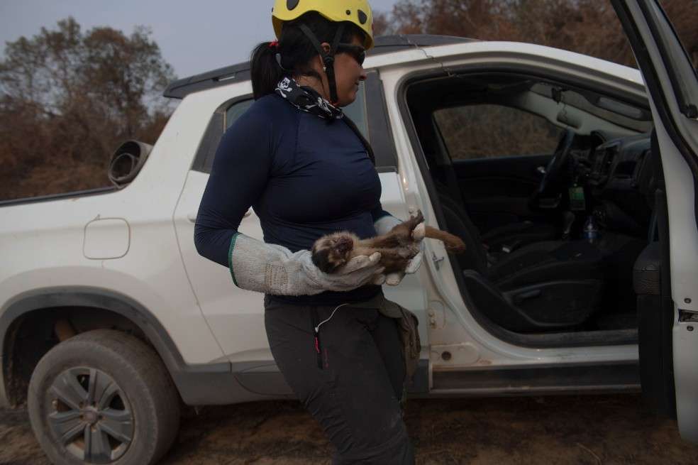Luciana Guimaraes, veterinaria, rescató a un pequeño mono aullador que fue atropellado al atravesar la pista.