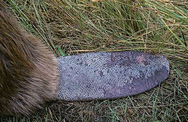 Algunos animales exhiben heridas y cicatrices naturales en la cola, que pueden usarse para la identificación individual; sin embargo, no todos los animales muestran tales marcas. /Getty