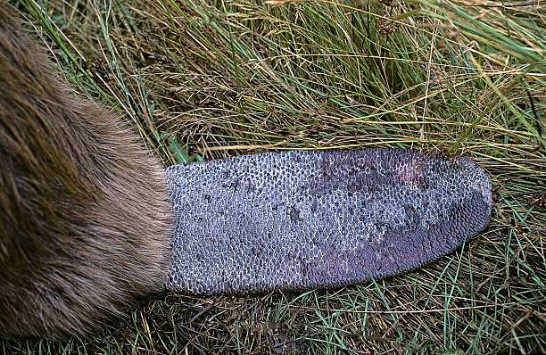 Los castores también tienen su “huella dactilar”: su cola. La IA la identifica