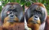 Científicos documentan caso de orangután que elaboró ungüento para curarse una herida