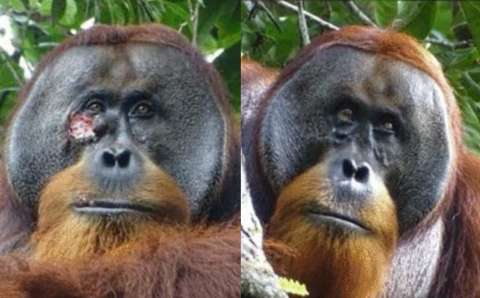 Científicos documentan caso de orangután que elaboró ungüento para curarse una herida