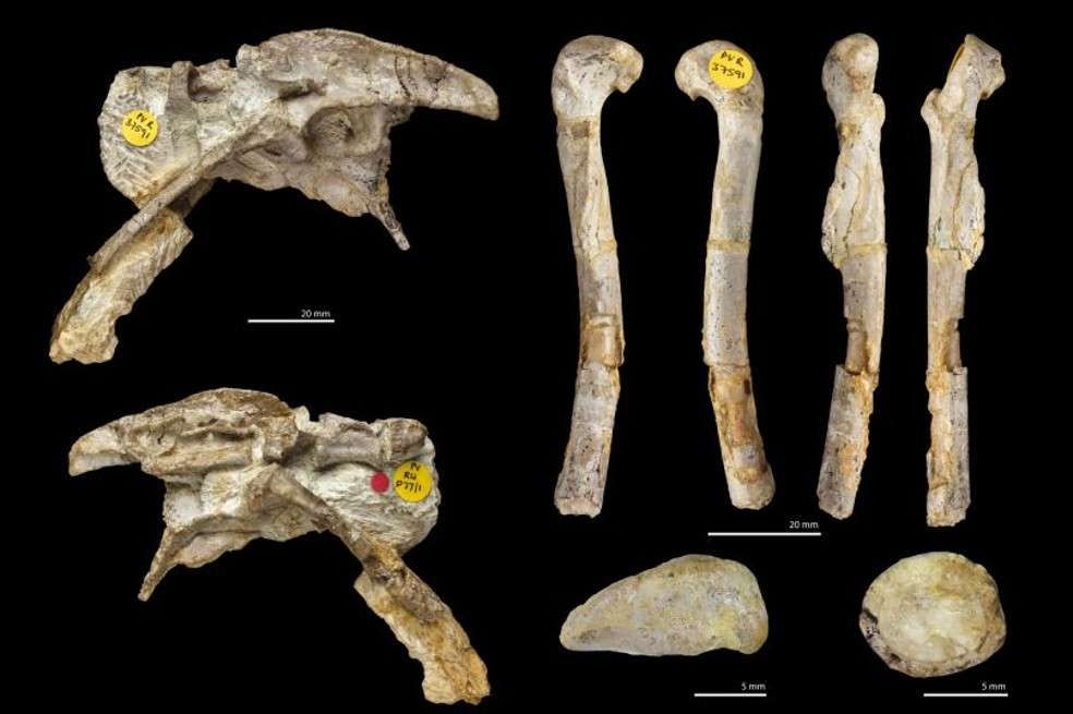 Los fósiles de esta especie los descubrieron en una cantera en el sur de Gales en 1950 y estuvieron guardados hasta que fueron hallados por Angela Milner.