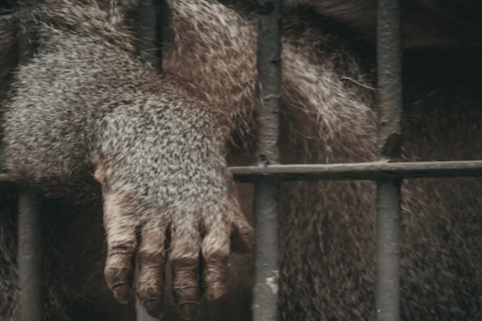 Animales recibiendo anti-depresivos