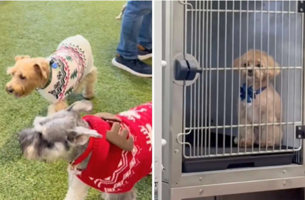 El perro permanecía en el área de peluquería canina mientras otros animales participaban de una fiesta organizada con medidas de seguridad.