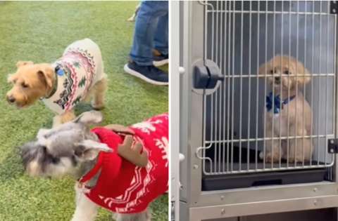 La “historia de Navidad más triste”: perrito miraba fiesta desde una jaula
