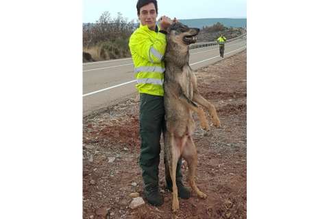Polémica por hombre que se tomó foto con un lobo, después de atropellarlo
