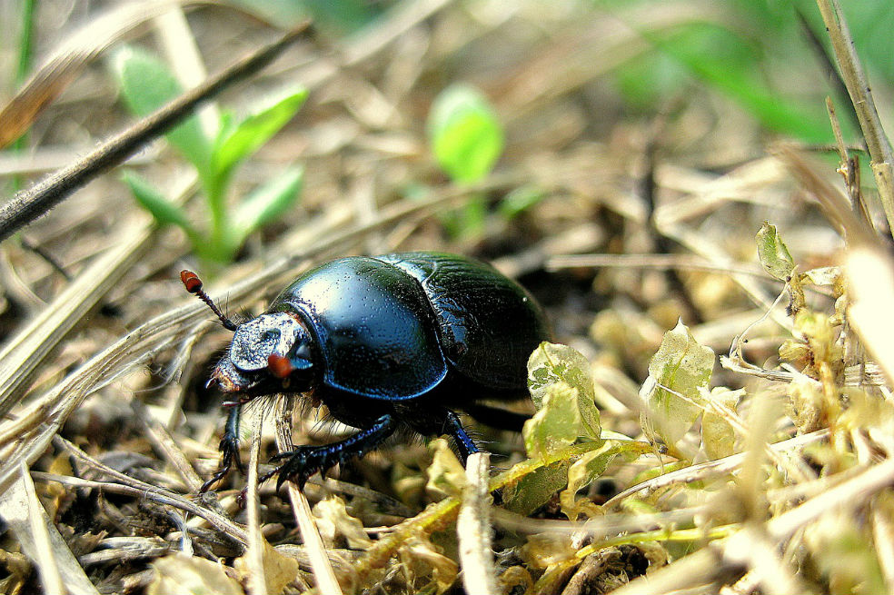 Un escarabajo camina en el campo. Estos insectos cada vez son más escasos en Europa. / Pixabay
