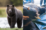 ¿Por qué a unos osos grizzly en Canadá les faltaban varios dedos de sus patas?
