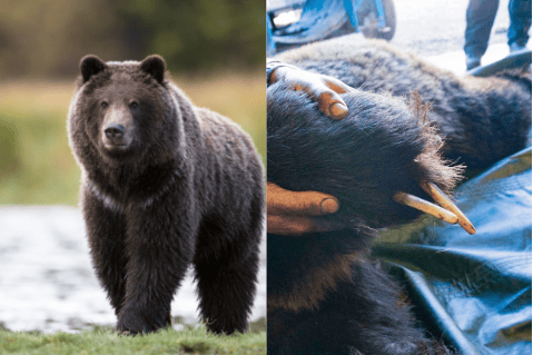 ¿Por qué a unos osos grizzly en Canadá les faltaban varios dedos de sus patas?