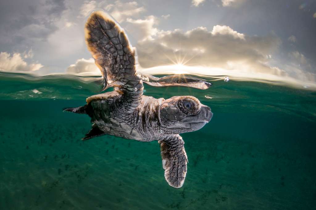 “Una cría de tortuga carey de sólo 3,5 cm de largo y unos minutos de edad da su primer nado”, dice el fotógrafo Matty Smith. “Había emergido de un huevo unos minutos antes con aproximadamente con 100 de sus hermanos. Rápidamente se abrieron camino hacia el océano para dispersarse lo más rápido que pudieron y evitar la depredación de aves y peces. Tuve que trabajar rápido para esta toma ".