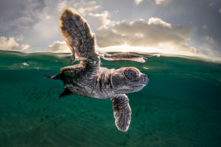 Careya, la tortuga en riesgo
