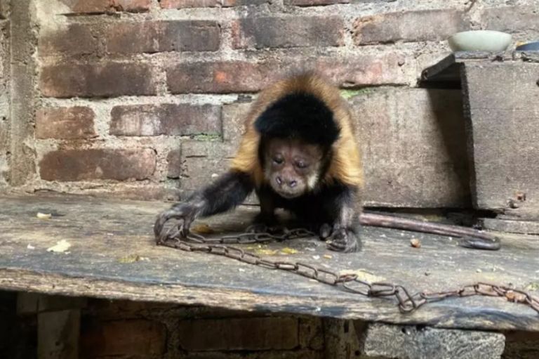 Colombia y su crueldad: Mono maicero que estuvo 35 años encadenado fue rescatado