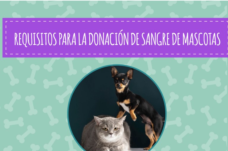 (En fotos) Estos son los requisitos para que su mascota done sangre
