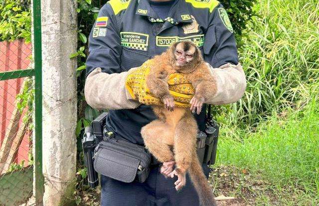 Rescatan tres animales silvestres que eran tenidos como mascotas en Quindío